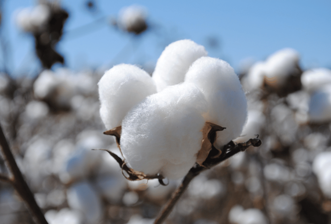 Organic Cotton: Cultivating Consciousness